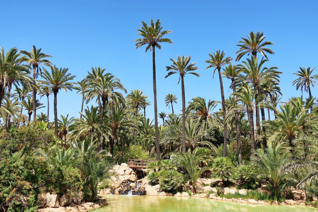 El Palmeral Palm Park is located on the Bay of Alicante
