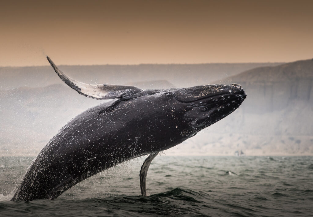 Nuqui - Humpback whale