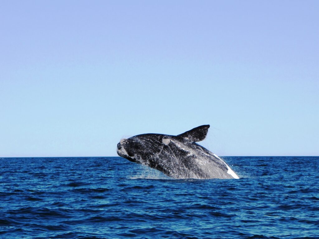 The whale jumping over the sea in Puerto Madryn, Argentina