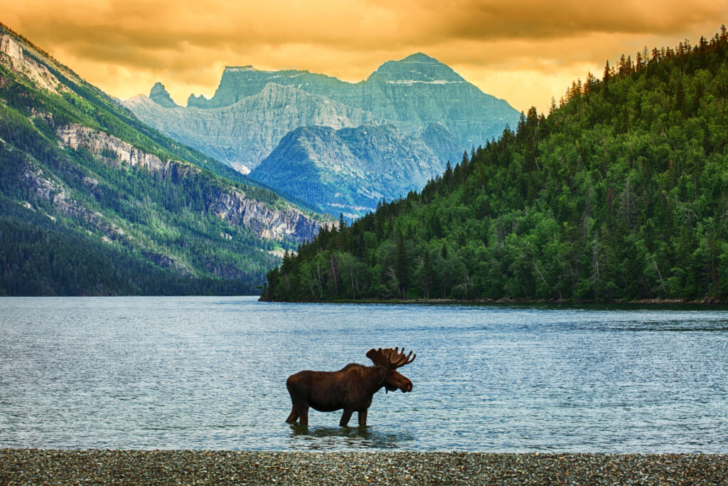 Moose in Waterton Lake, Alberta Canada