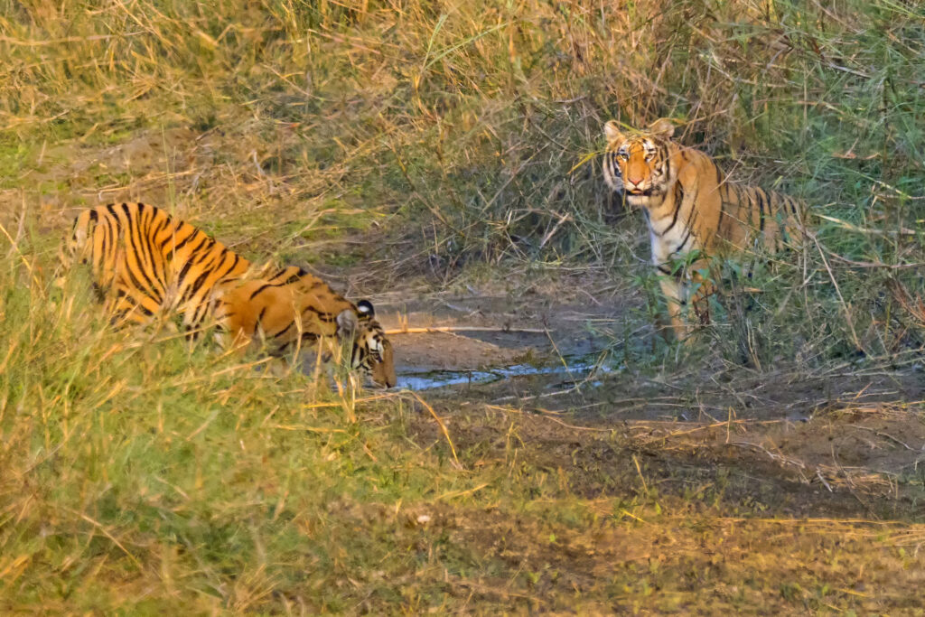 Bengal Tiger Royal Bardiya National Park