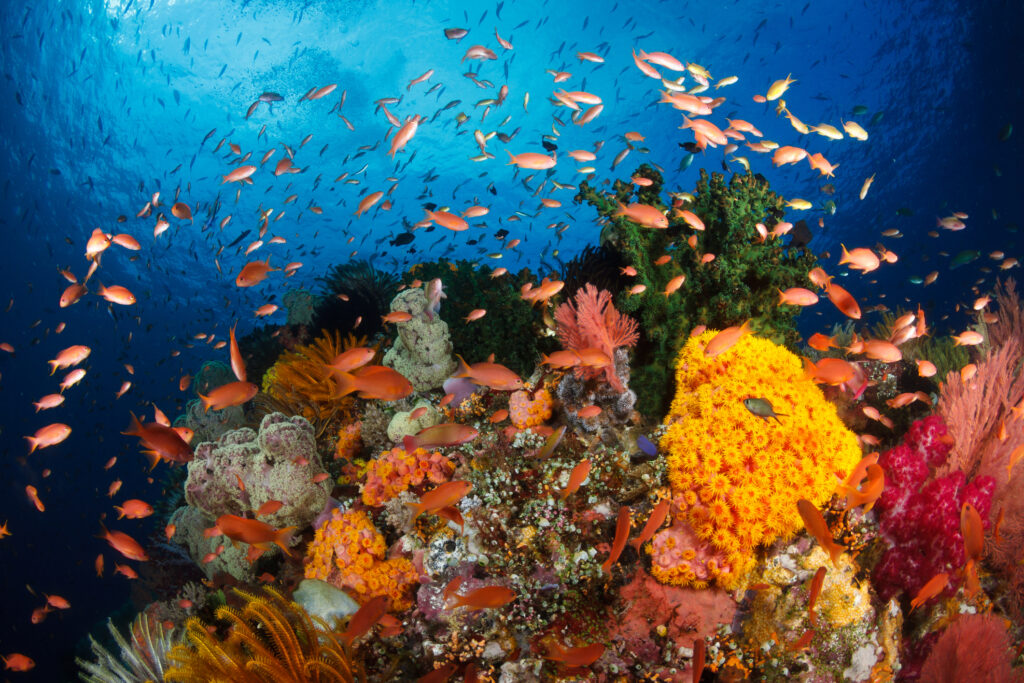 Colorful reef, Raja Ampat, Indonesia