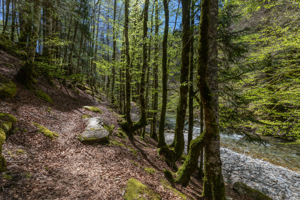 Irati forest in a sunny spring day in Navarra