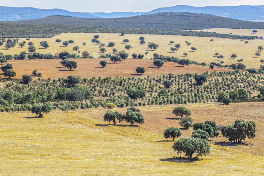 Cabaneros National Park