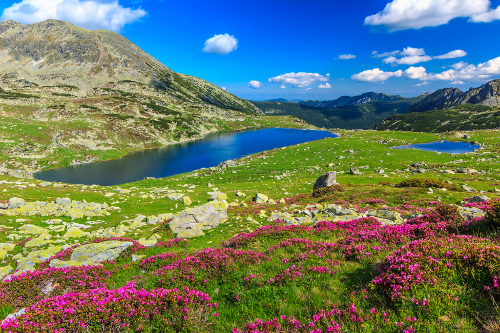 Beautiful rhododendron flowers and Bucura mountain lakes, Retezat mountains, Romania