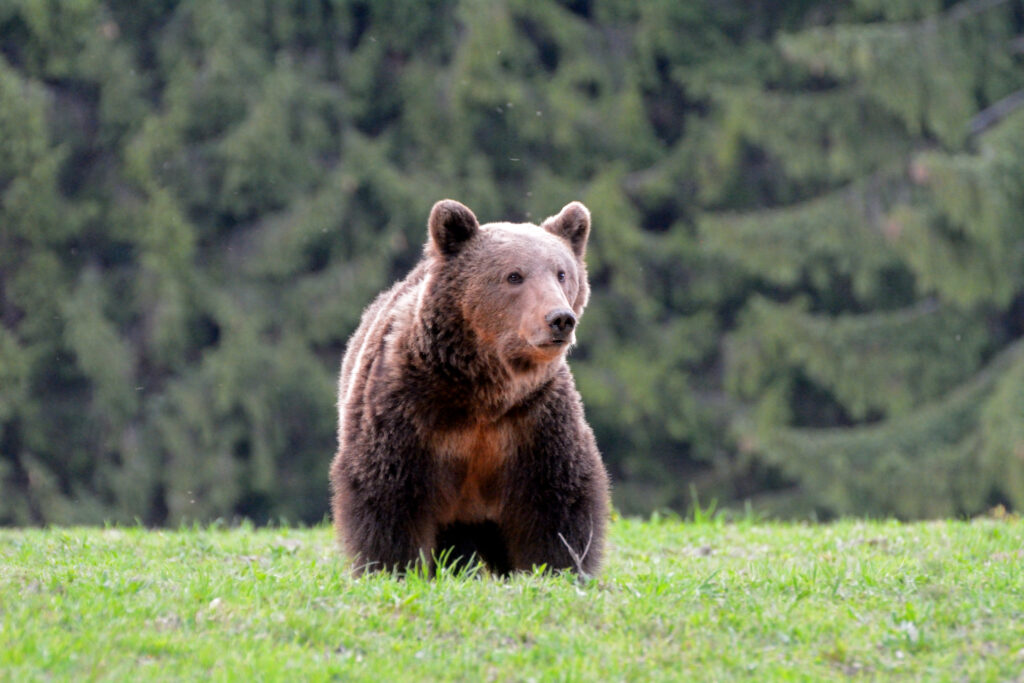 Brown bear in the Carpathian Mountains in Romania