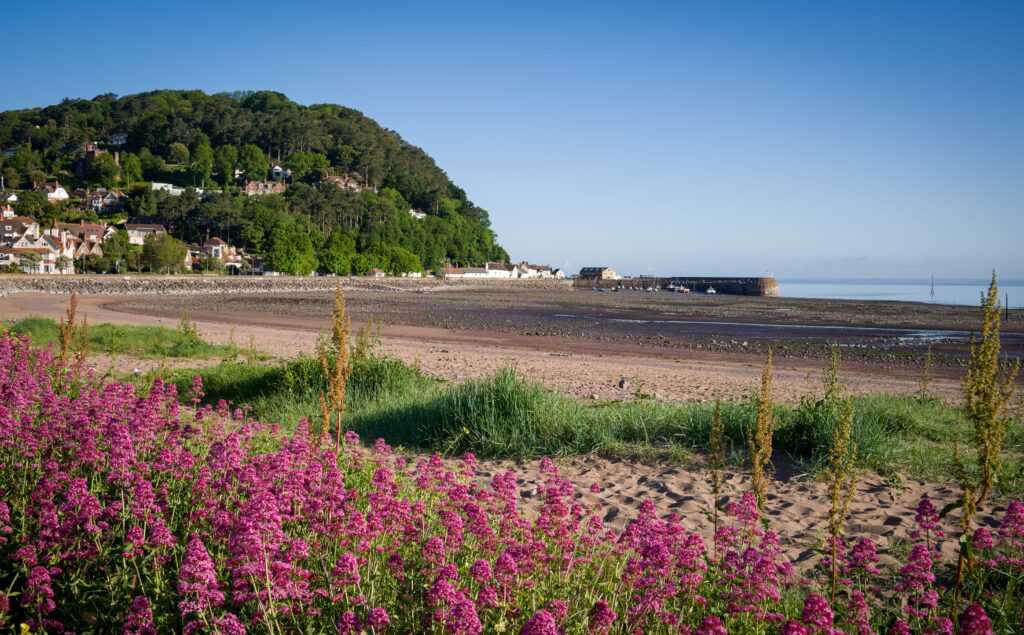 A blue sky sunny day on Minehead seafront with wild flowers at low tide