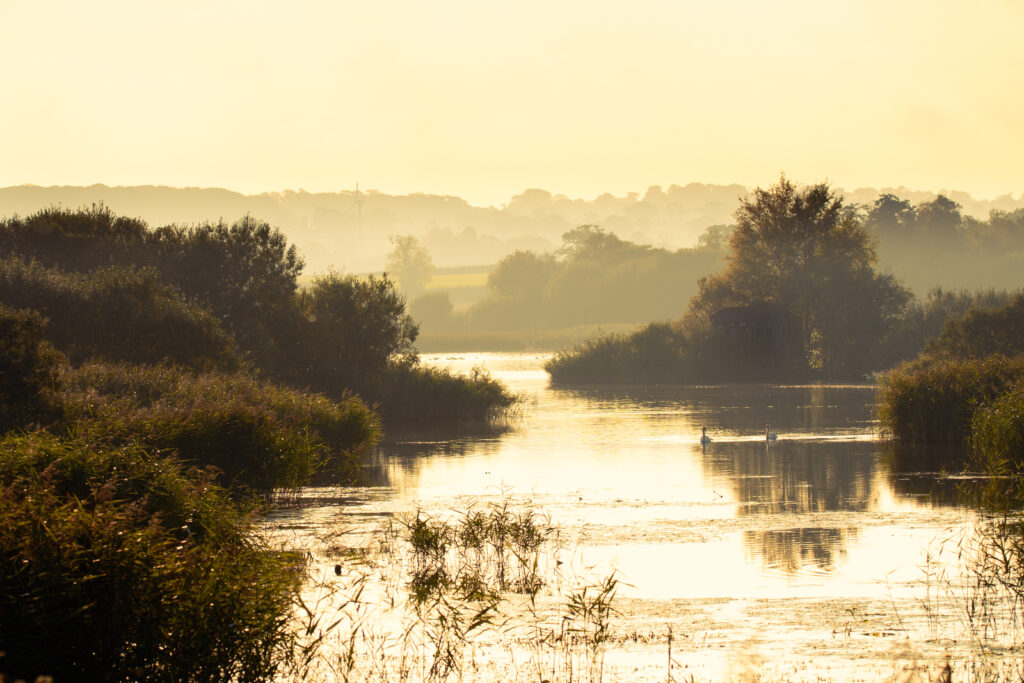 Swans on lake at Avalon Marshes wetland, in Somerset, England UK