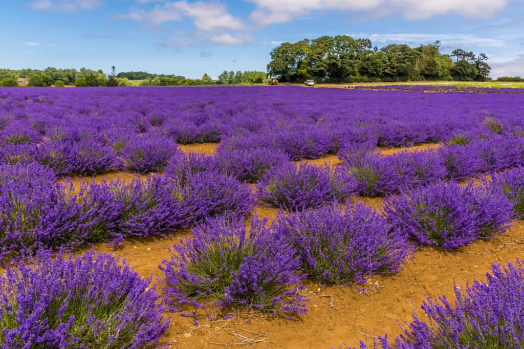 Tufts of purple lavender merge into parallel line in a field in Heacham, Norfolk, UK in the summertime