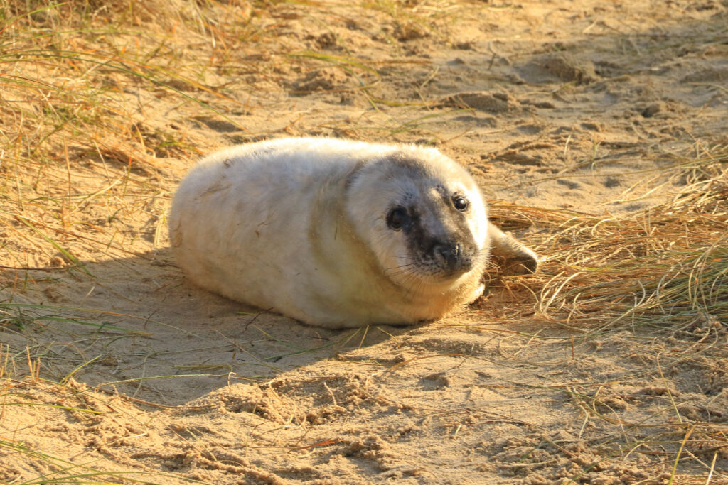 Grey seal pup - Horsey Gap