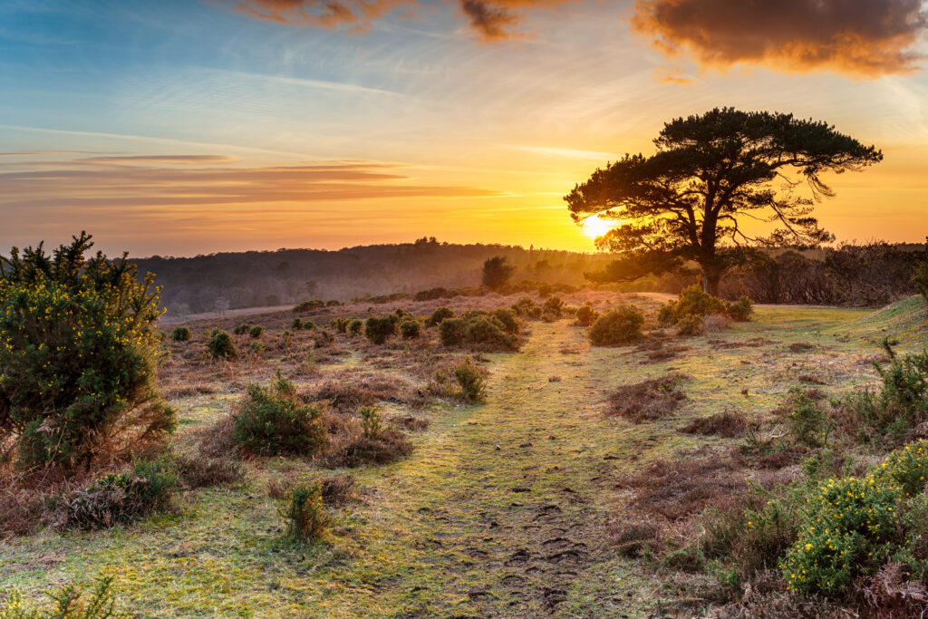 Dramatic sunset over the New Forest National Park at Bratley View near Lyndhurst in Hampshire