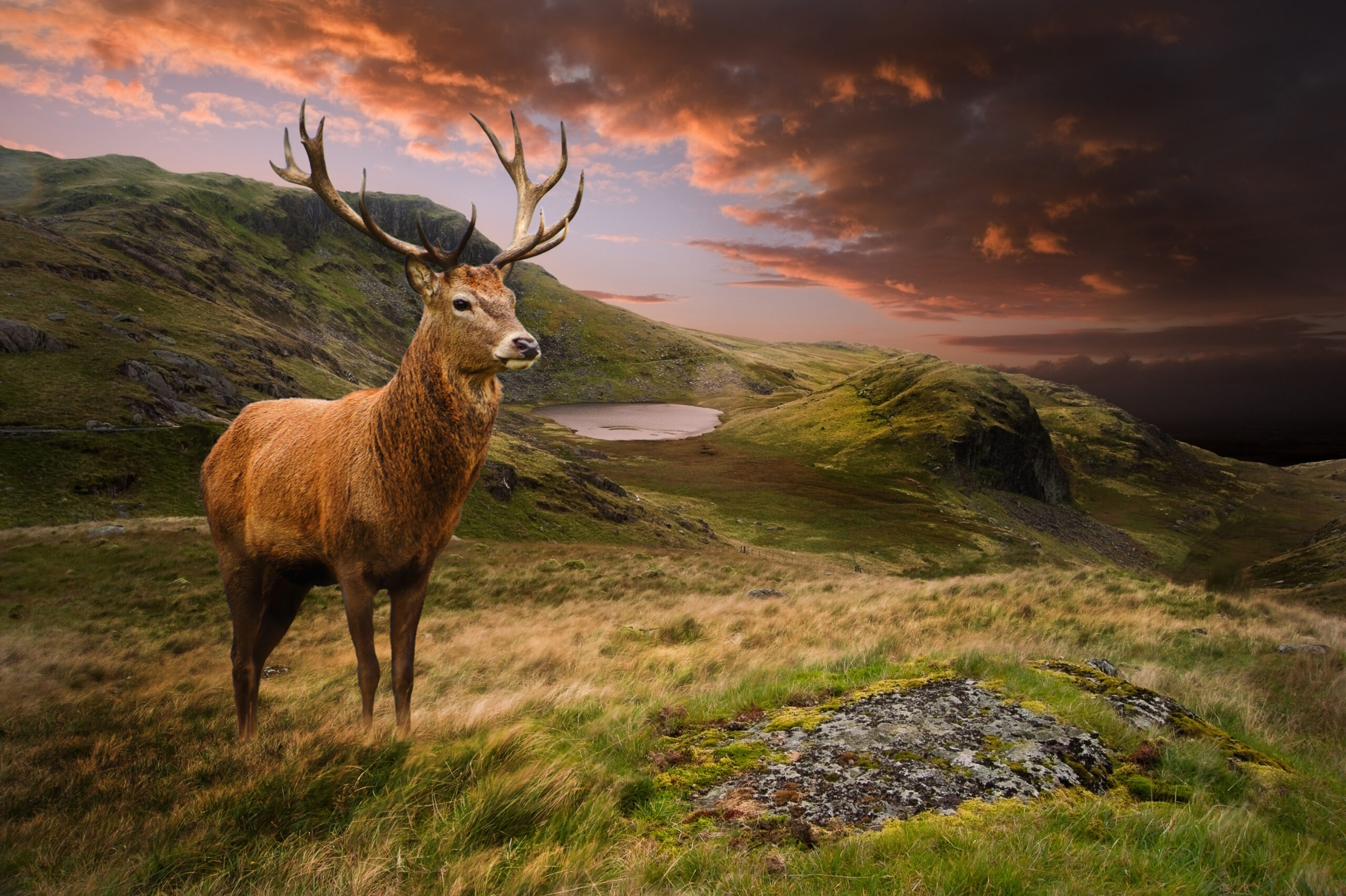 Red deer stag in dramatic mountain landscape