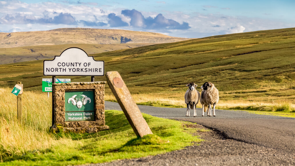 wo sheep as boarder guards to the Yorkshire Dales, seen on the B6270 road between Kirkby Stephen and Gunnerside, North Yorkshire, UK