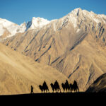 Silhouette of caravan travellers riding camels Nubra Valley Ladakh ,India