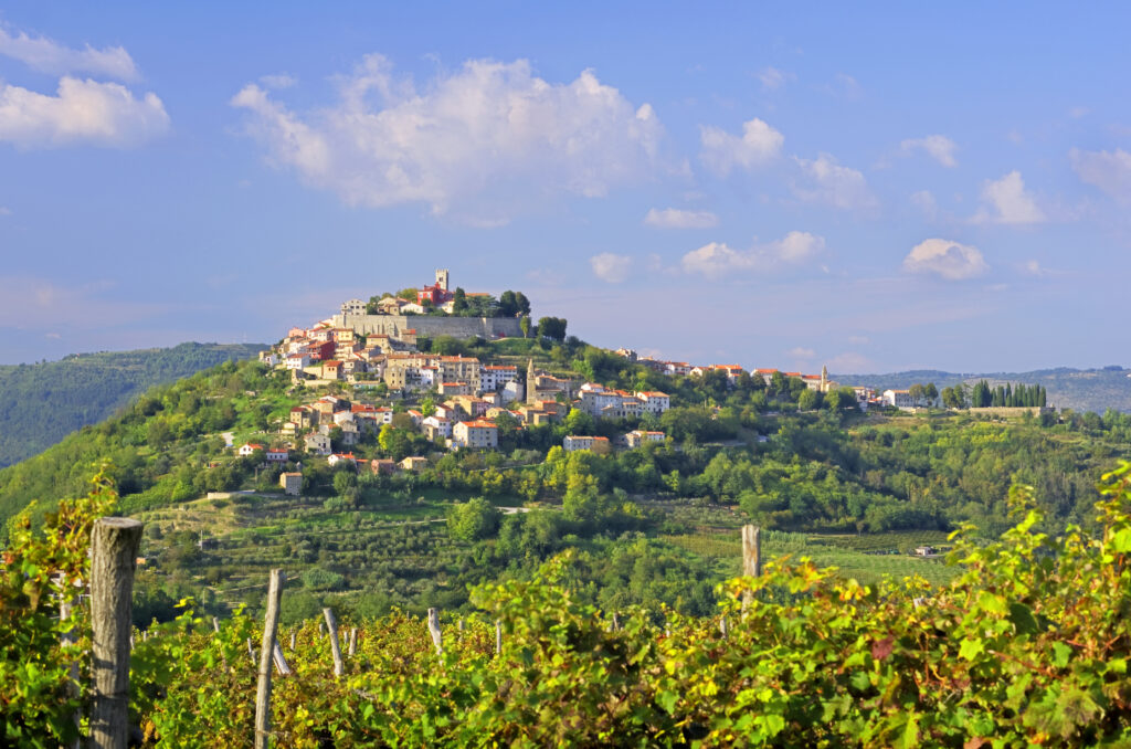 Motovun medieval town in Croatia, vineyard landscape