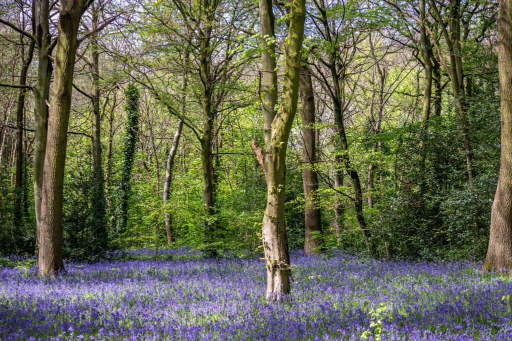 Bluebells im Epping Forest, Wanstead Park.
