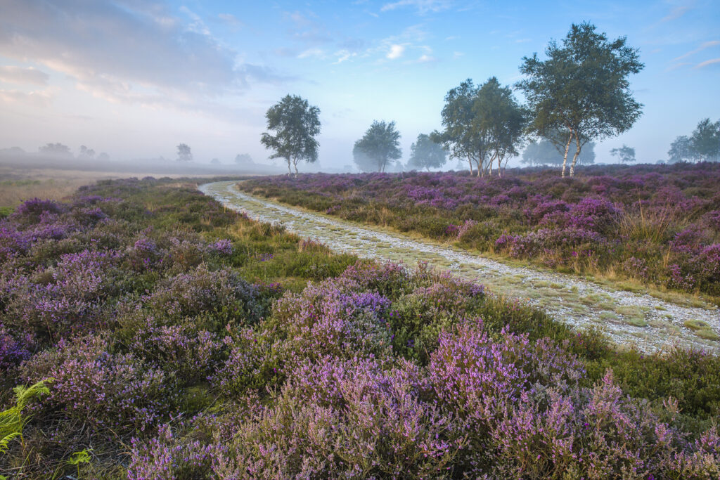 A curving path running through the heather.