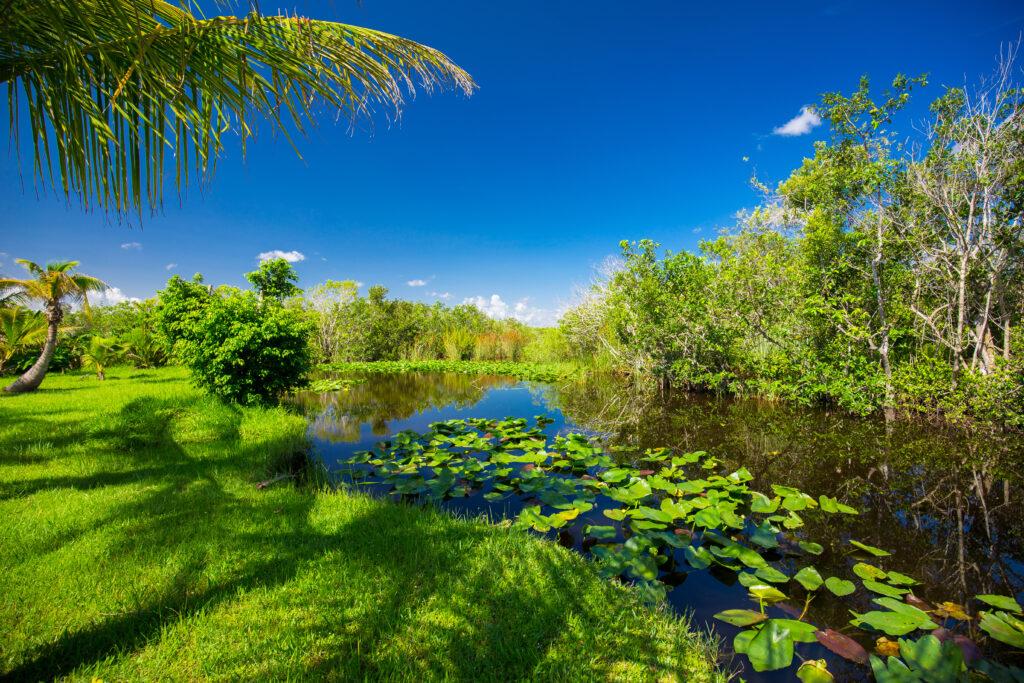 Swamp and grass. Water and tree. Everglades National Park. Florida. USA.