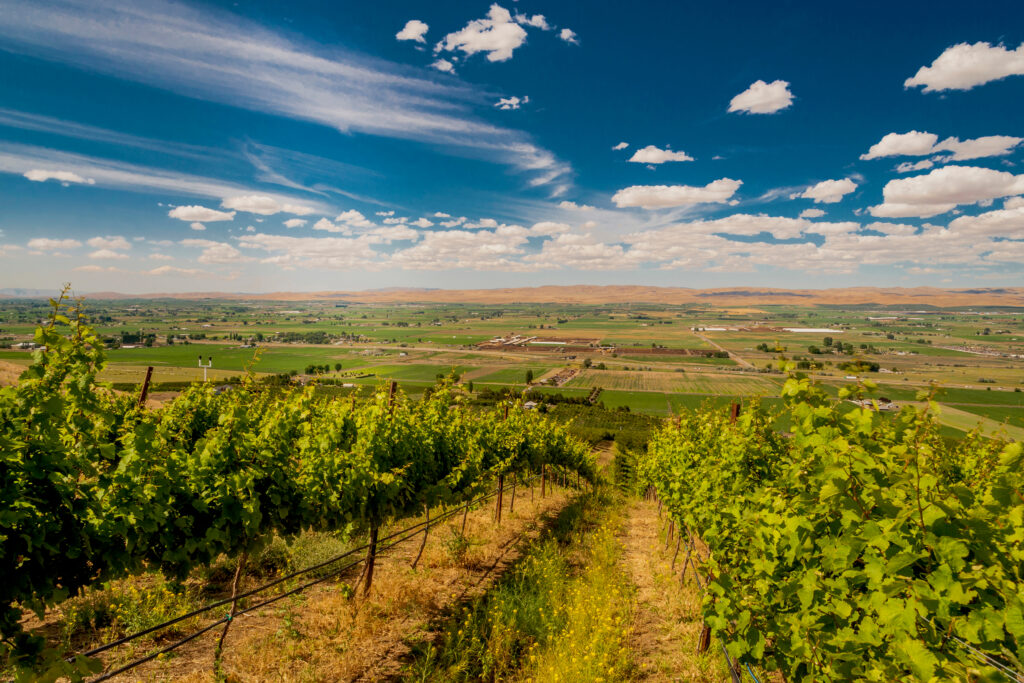 Vineyard in summer sun in Yakima Valley in Eastern Washington State, USA.