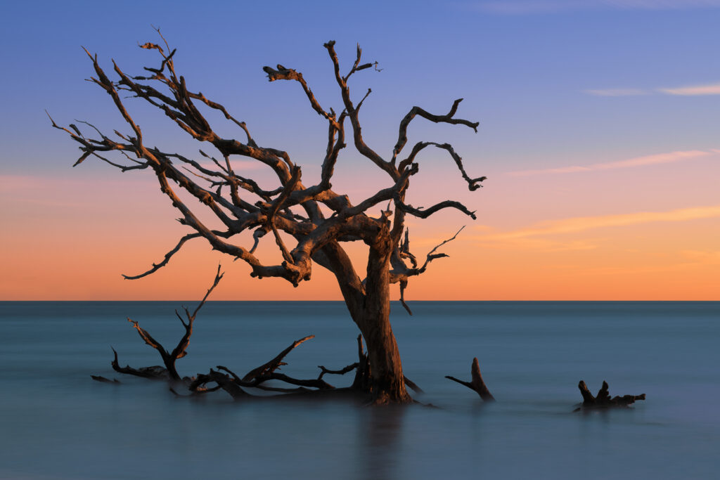 JEKYLL ISLAND, GEORGIA, USA: Lone bare oak tree in the Atlantic Ocean off Driftwood Beach at sunset