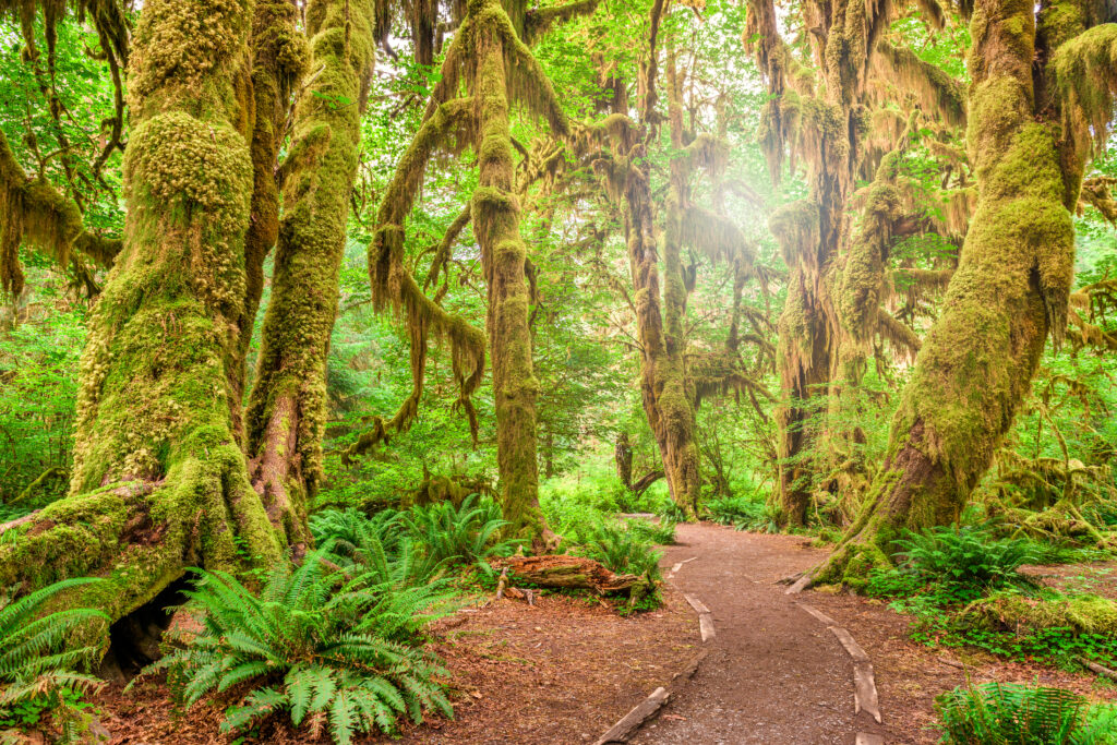 Hall of Mosses in Olympic National Park, Washington, USA. 