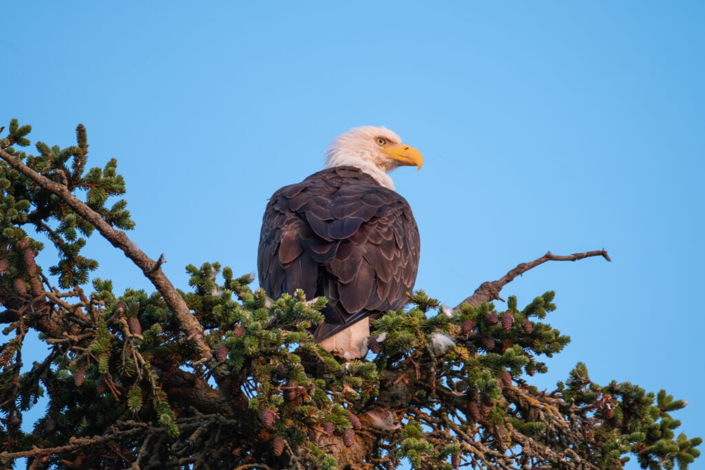 Bald Eagle in Haines Alaska