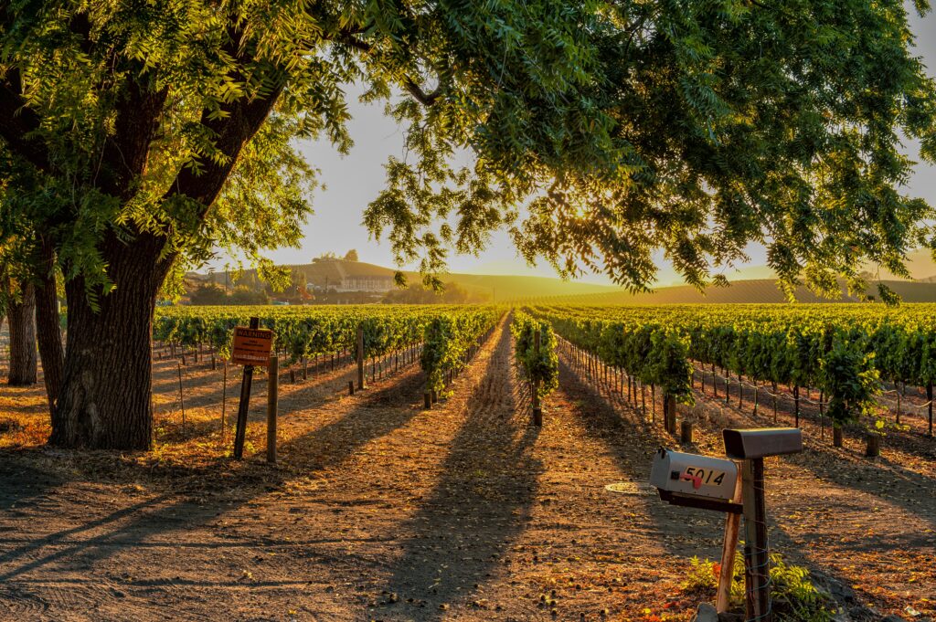 SONOMA, CA, USA: Sunset in Sonoma Wine country north of San Francisco in California, USA