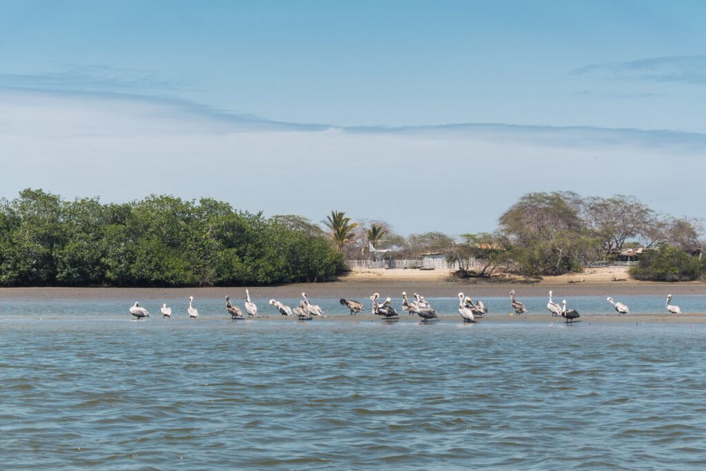 pelicans and birds perched on the banks of the mangroves of tumbres at low tide on a sunny day and blue sky surrounded by trees