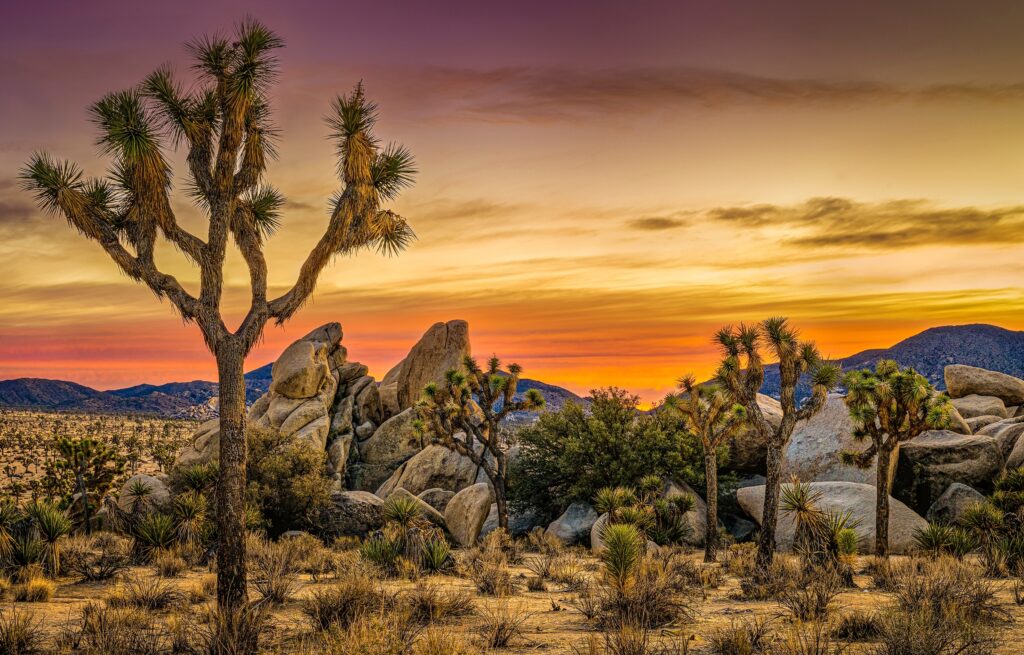 Joshua trees in the desert at dawn. Desert at sunrise with Joshua trees. Joshua tree National Park. Joshua trees