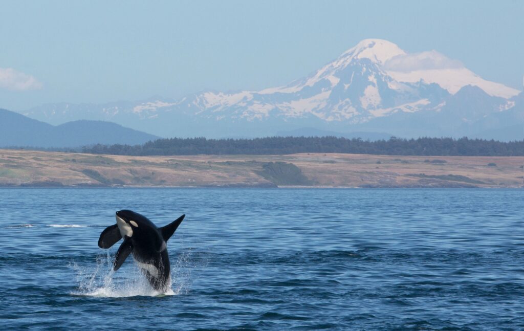 Southern Resident orca breaching in front of Mount Baker in the Pacific Northwest