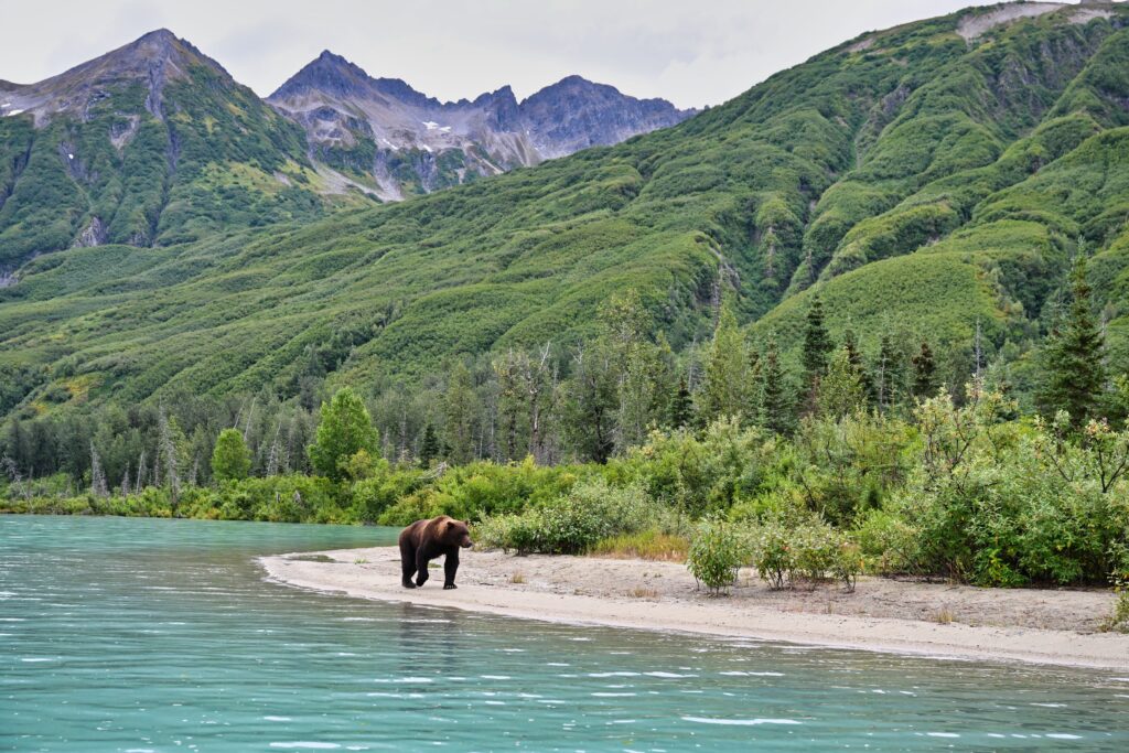 The Alaskan Brown Bear (Ursus horribilis) in Lake Clark National Park Alaska
