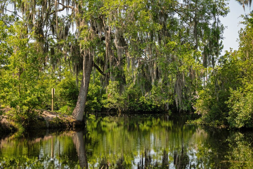 swamp landscape in the Okefenokee National Wildlife Refuge in Georgia