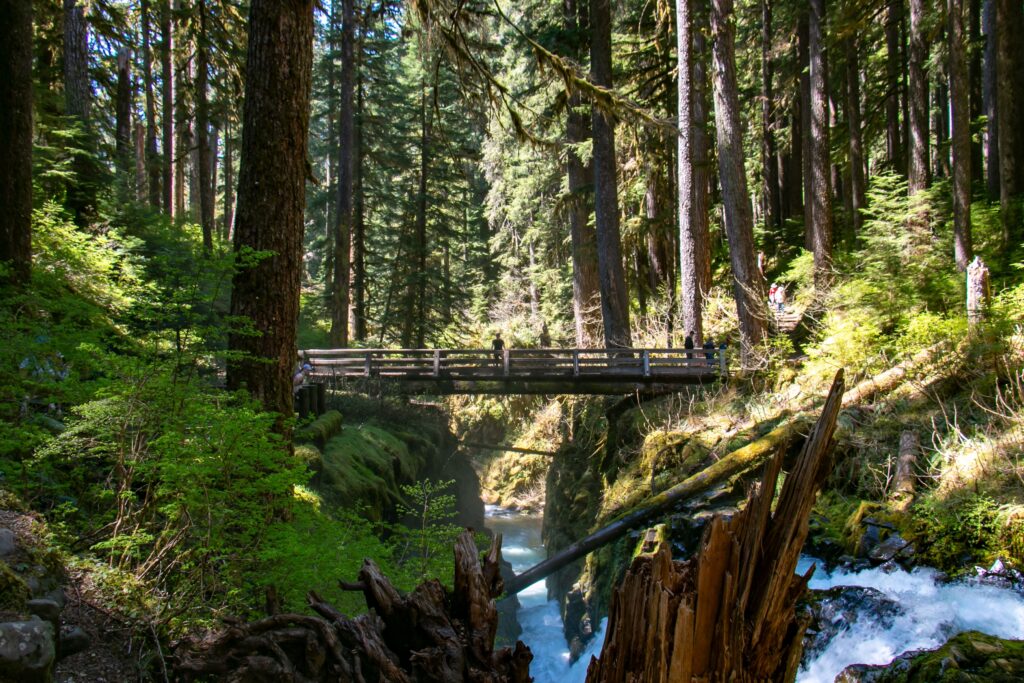Olympic National Park in summer
