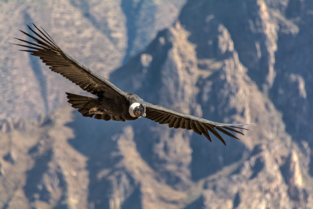 Andean condor (Vultur gryphus), one of the largest flying birds in the world, flying over the Colca Canyon in Peru on a background of mountains