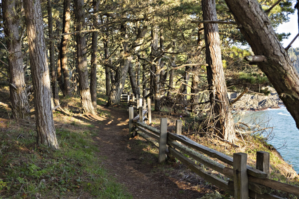 A Tree Lined Path in Russian Gulch State Park