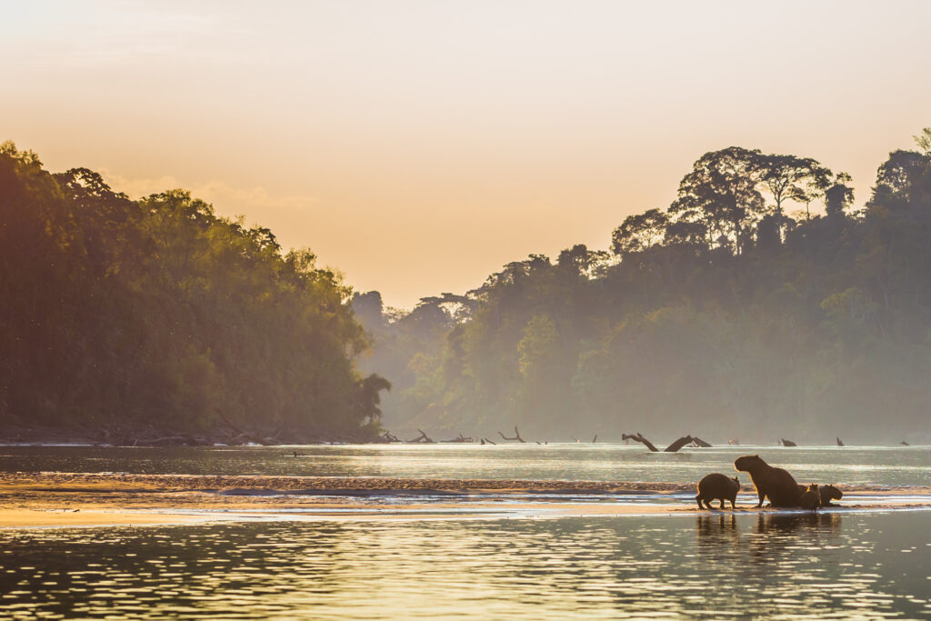 Family of Capybara at the shores of the Amazon rainforest in Manu National Park, Peru