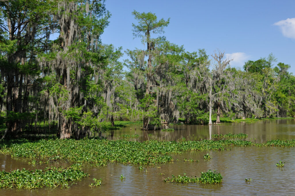 cypress swamp, Houma, Louisiana