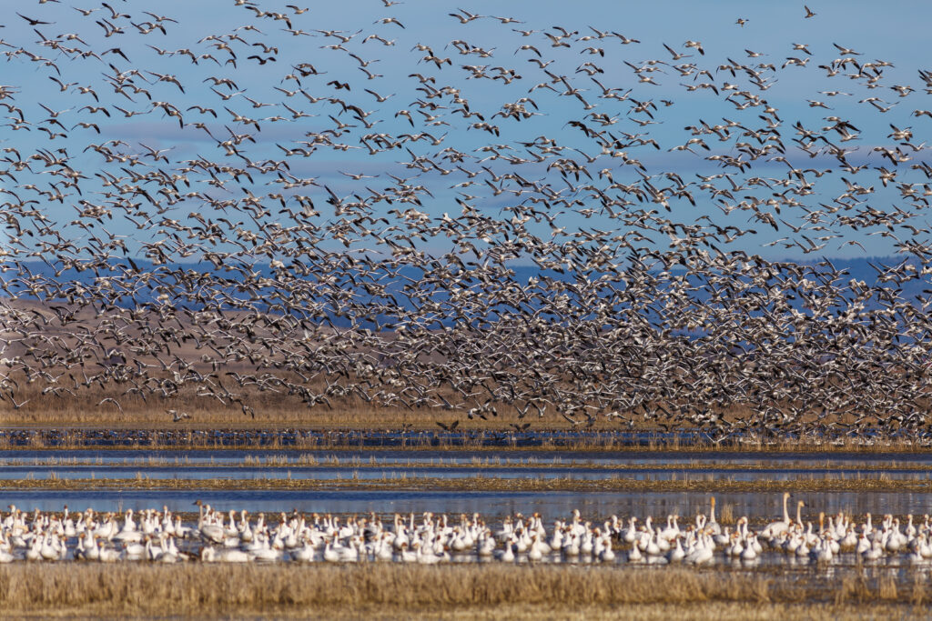 Snow geese migration in the Klamath Basin National Wildlife Refuge. Oregon, Merrill, Winter