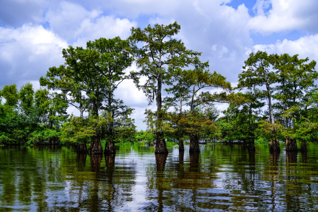 Cypress Trees In The Louisiana Henderson Swamp On A Cloudy Day