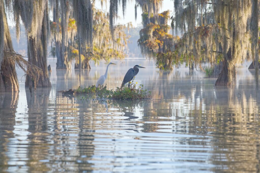 The swamps of Texas and  Louisiana, bald cypress, Spanish moss, birds, Lafayette, Caddo Lake, Atchafalaya basin