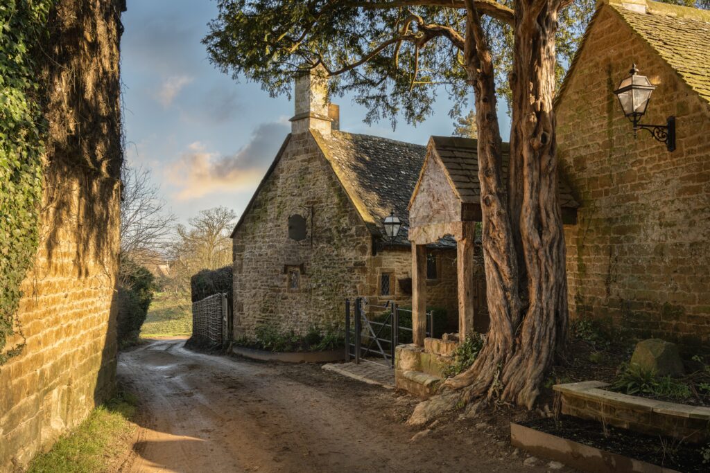Old Yew at Great Tew, Cotswolds, Oxfordshire, England.