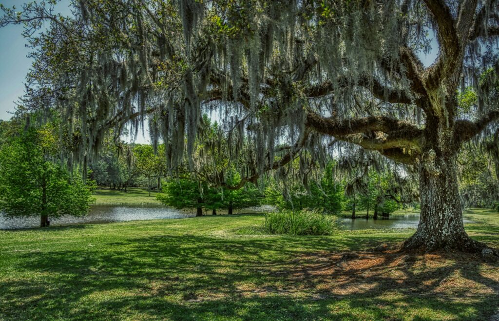 Jungle Gardens in Avery Island, Louisiana