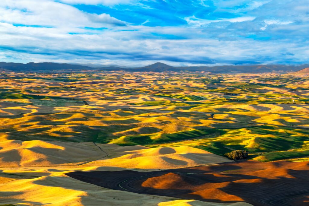 view of the Palouse taken from steptoe butte, a vast region of mostly wheat farming in eastern Washington