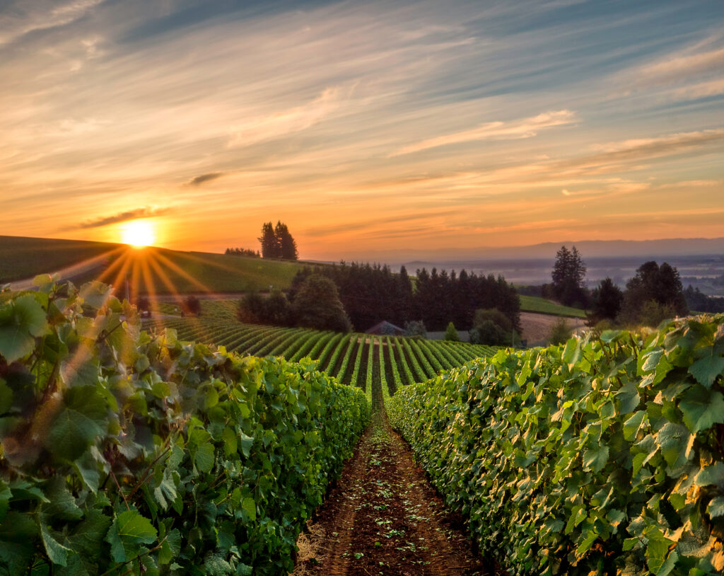 Sun rising over a vineyard in Willamette Valley