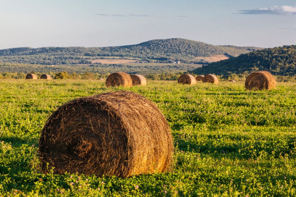 Hay bales in a field next to the Roach Farm Campsite on the International Appalachian Trail. Merrill, Maine, near Smyrna Mills.
