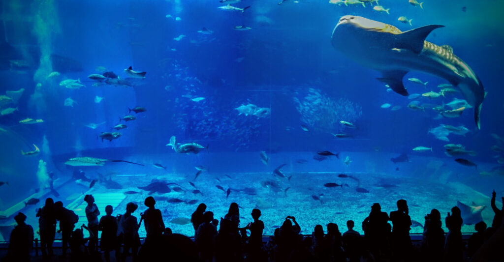 Okinawa, Japan: Looking at the whale sharks swimming through water inside the massive Kuroshio Tank in Churaumi Aquarium, Motobu, Okinawa.