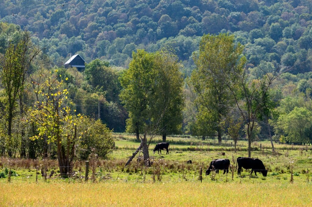 Cattle grazing on grass with hilly backdrop in the driftless region on Wisconsin in the town of Viroqua