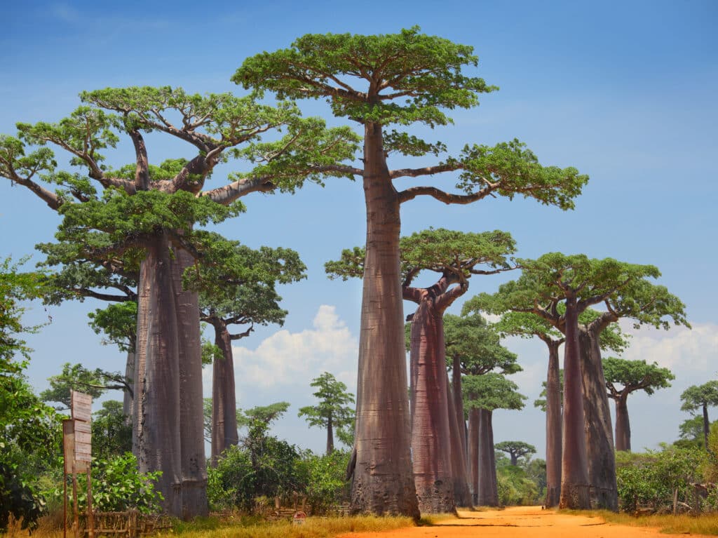 Baobab trees on a dry land and blue clear sky. Madagascar