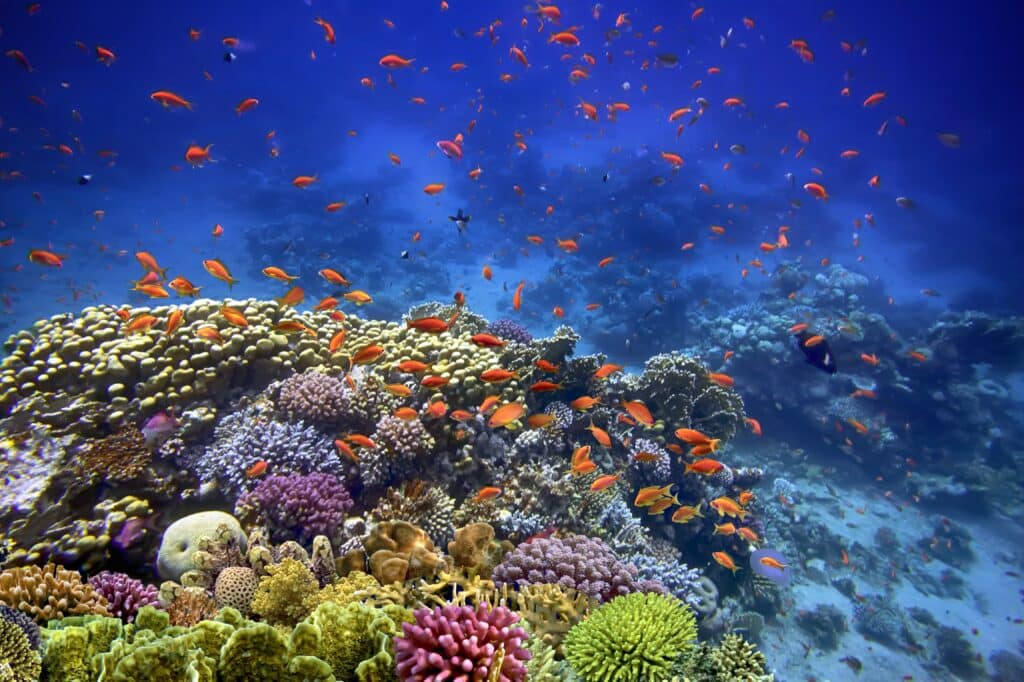 Hard corals of the Red Sea, Egypt Sharm El Sheikh