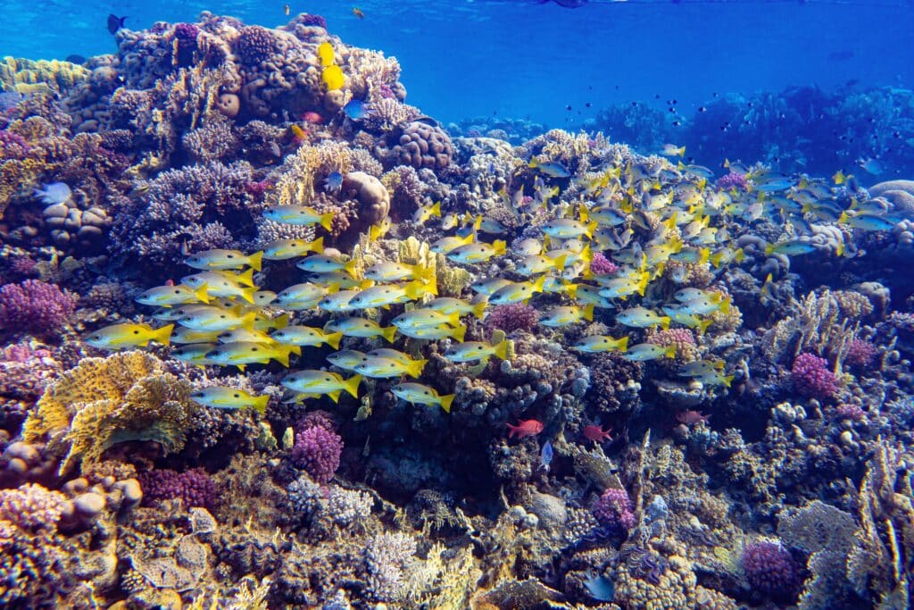 Underwater photo from Egypt, Marsa Alam, Abu Dabbab beach.